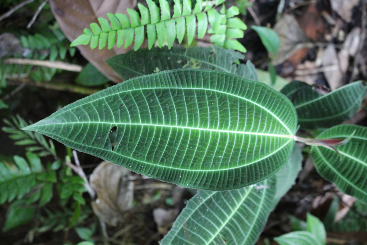 Miconia calvescens DC.